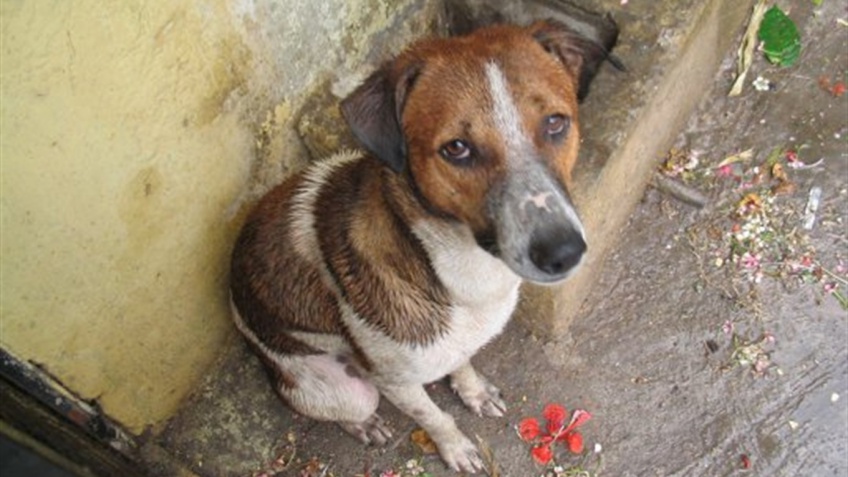 Жінка, яку підозрюють у вбивстві безпритульних тварин, вдома