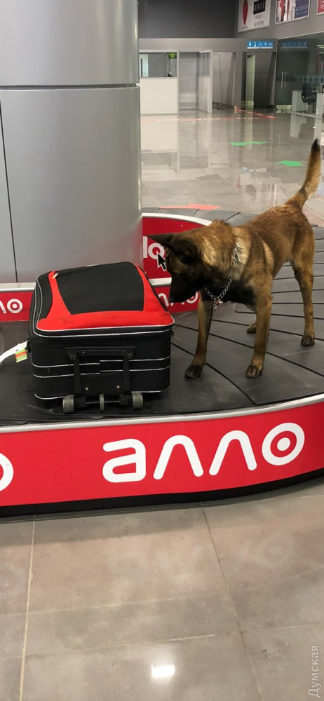 В Одессе хвостaтый Боцмaн нaшел гaшиш, который спрятaли в носкaх  