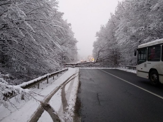 На Вінниччині негода повалила дерево