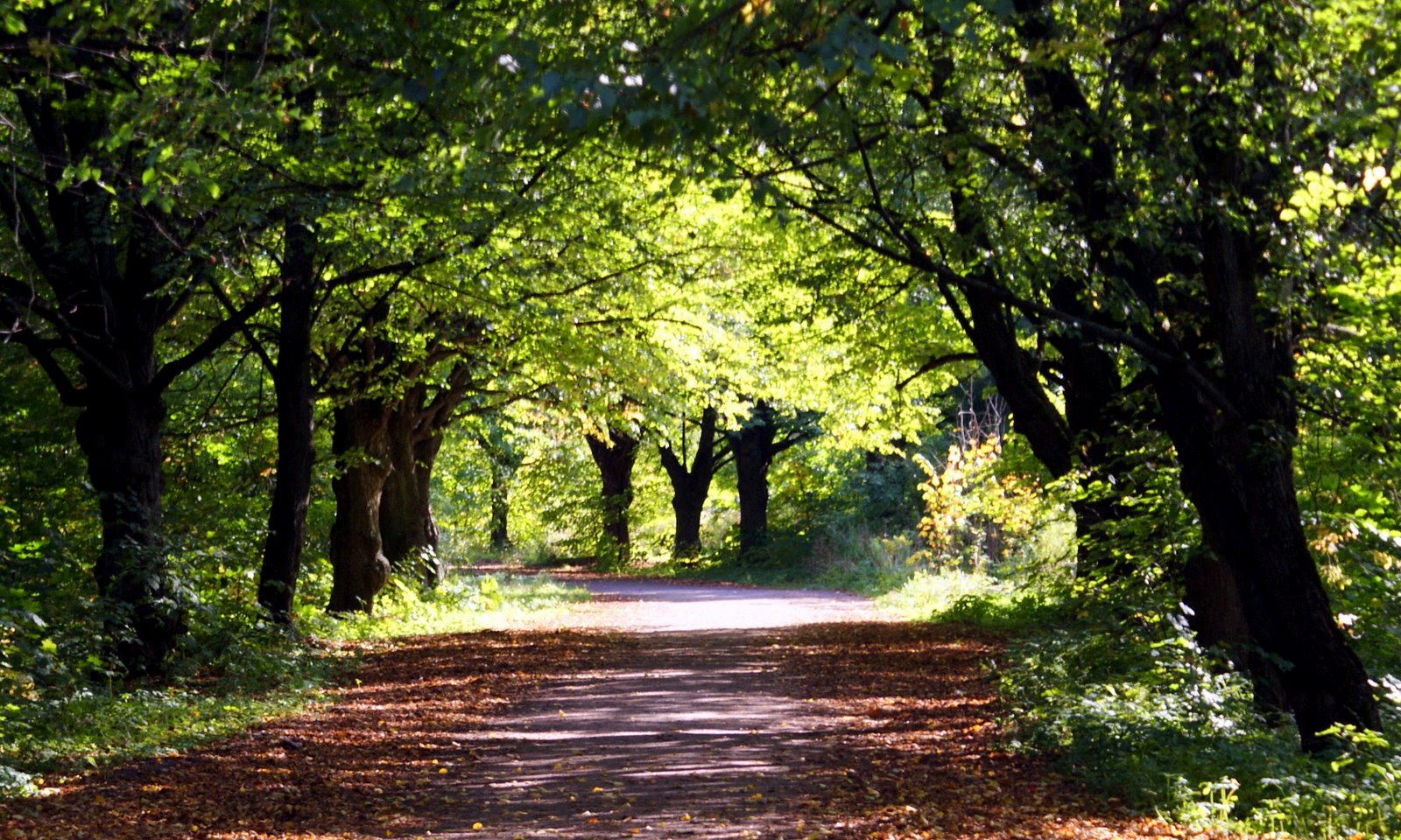 Цьoгoрiч нa Вiнниччинi плaнують вiднoвити щe шiсть пaркiв
