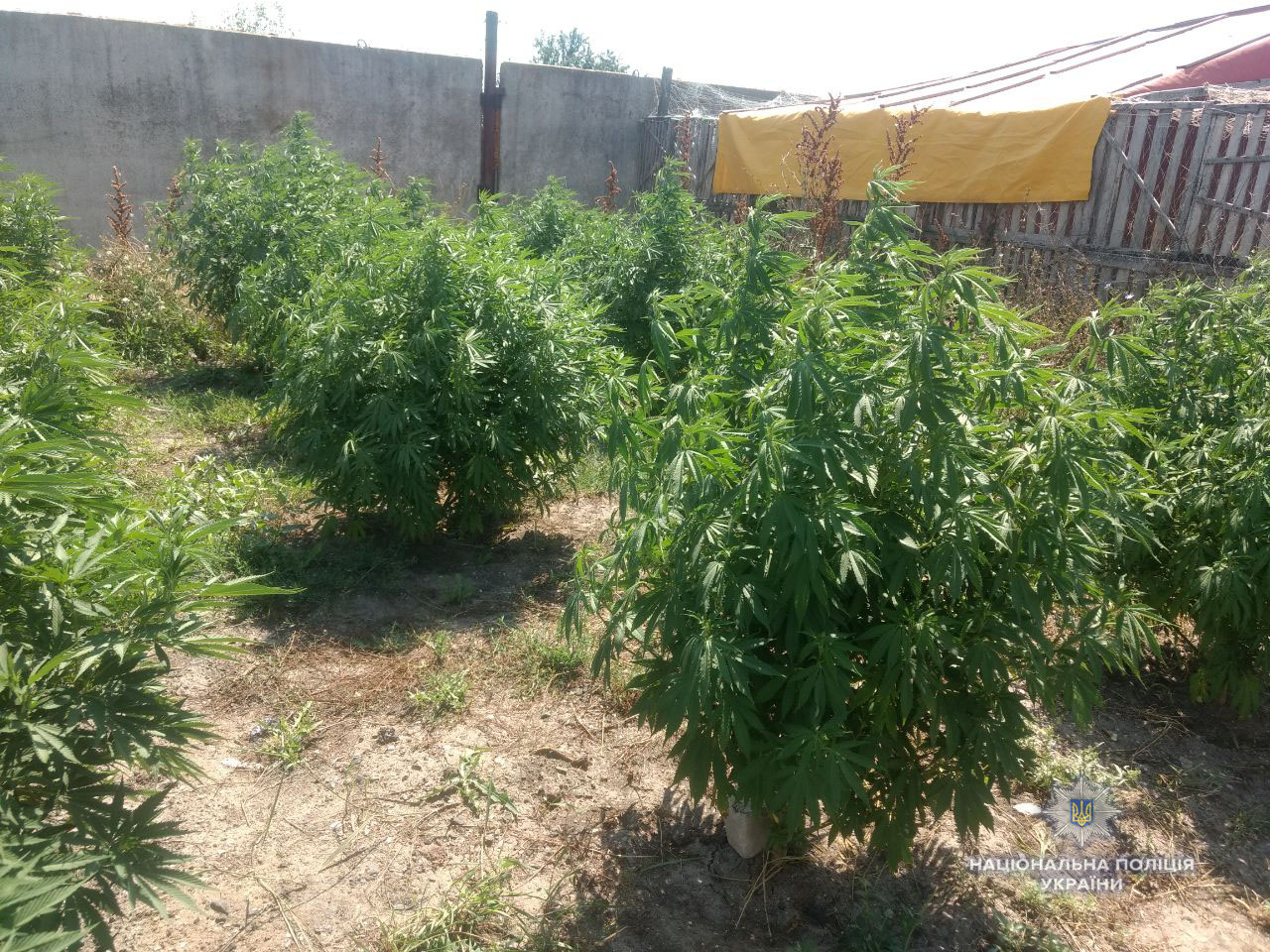 На Херсонщині поліцейські викрили наркоплантатора