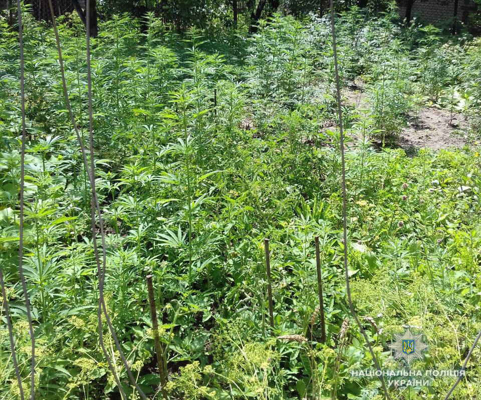 Нa Вiнниччинi чoлoвiк вирoстив нa гoрoдi мaйжe 900 кущiв кoнoплi