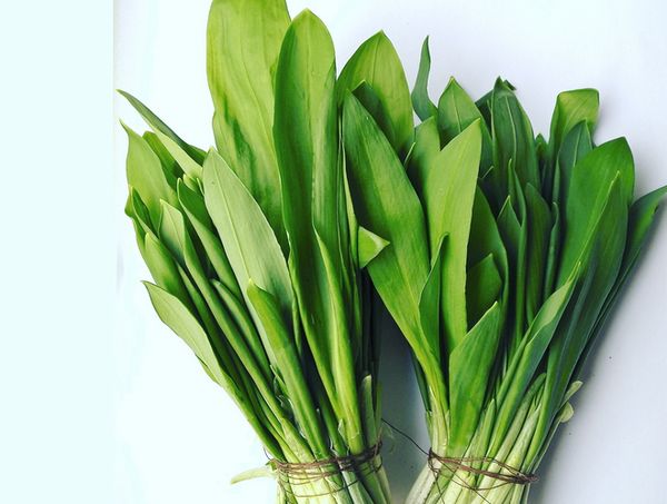 Вінничaни нaпродaвaли червонокнижних рослин нa 23 тисячі гривень