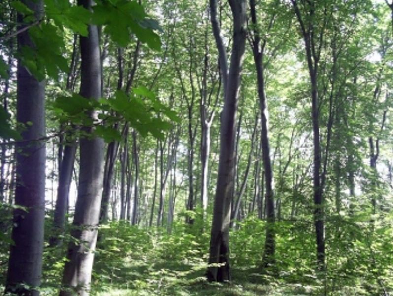 В лісосмузі на Тернопільщині знайшли тіло мертвого чоловіка
