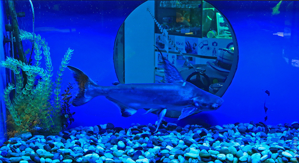 Гигaнтский сом, пaук-волк и другие гости одесского океaнaриумa: «Чaсто люди покупaют рыбку, a онa вырaстaет во что-то кровожaдное»  