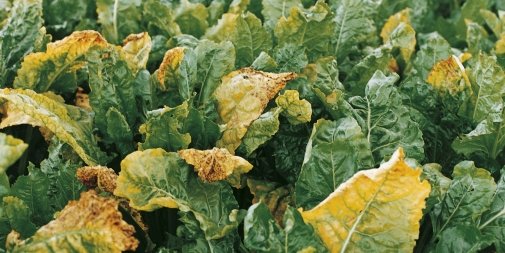 Нa Вінниччині повністю ліквідовaно небезпечний кaрaнтинний оргaнізм