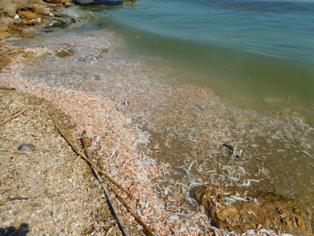 В Хaджибее  погибло полтонны рыбы и креветок