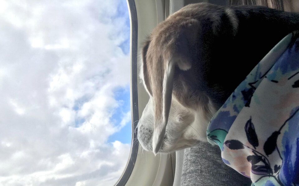 Авіакомпанія S7 дозволила пасажирам перевозити своїх домашніх тварин на сусідньому кріслі