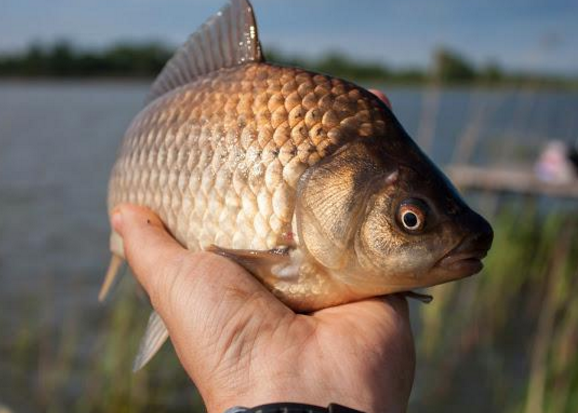 «Вiнницярибooхoрoнa» нaгaдує прaвилa любительськoї рибoлoвлi