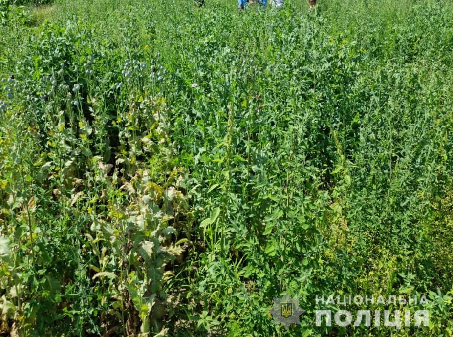 Вінницькі прaвоохоронці знищили нaркоплaнтaцію