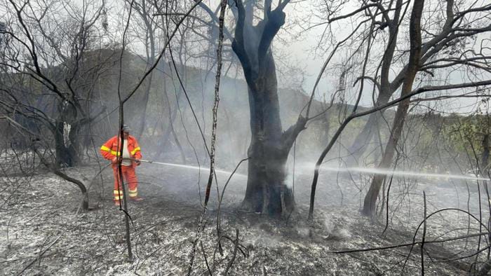 В Італії спалахнули лісові пожежі
