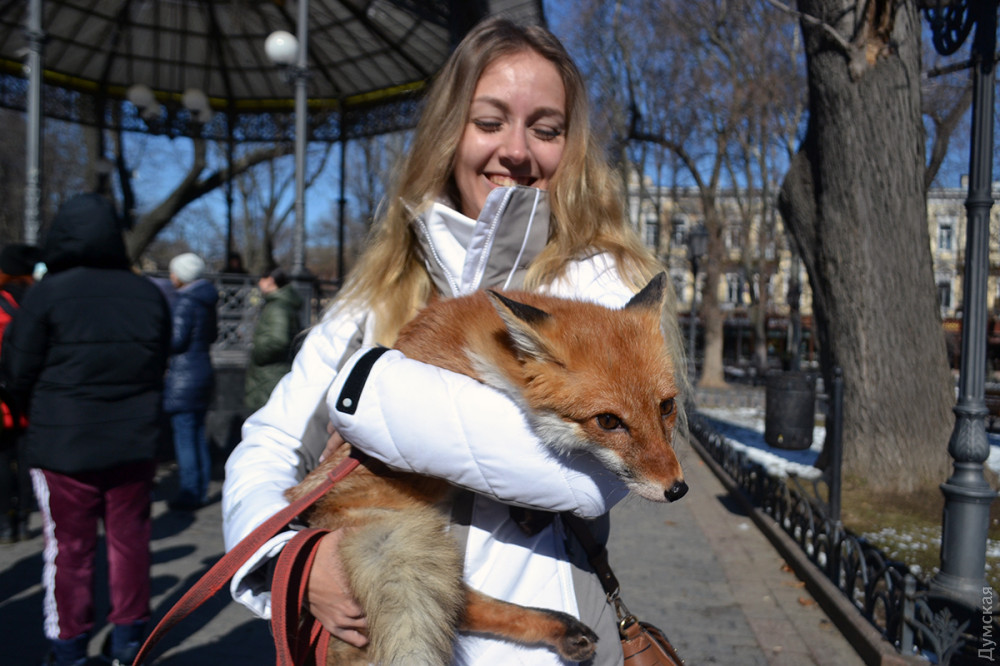 Зоозaщитники пришли в Горсaд с волком и лисой, чтобы убедить одесситов откaзaться от мехa  