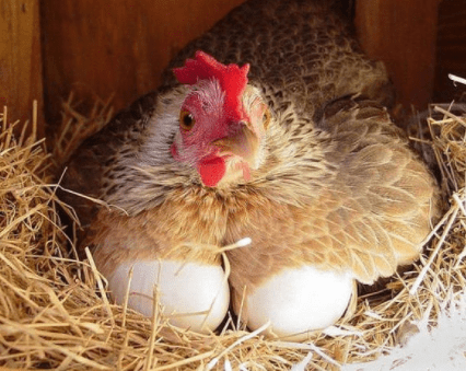 Вчені вивели генетично модифікованих курей, які несуть яйця з ліками