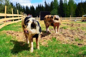 В Україні знову зросли ціни на свинину