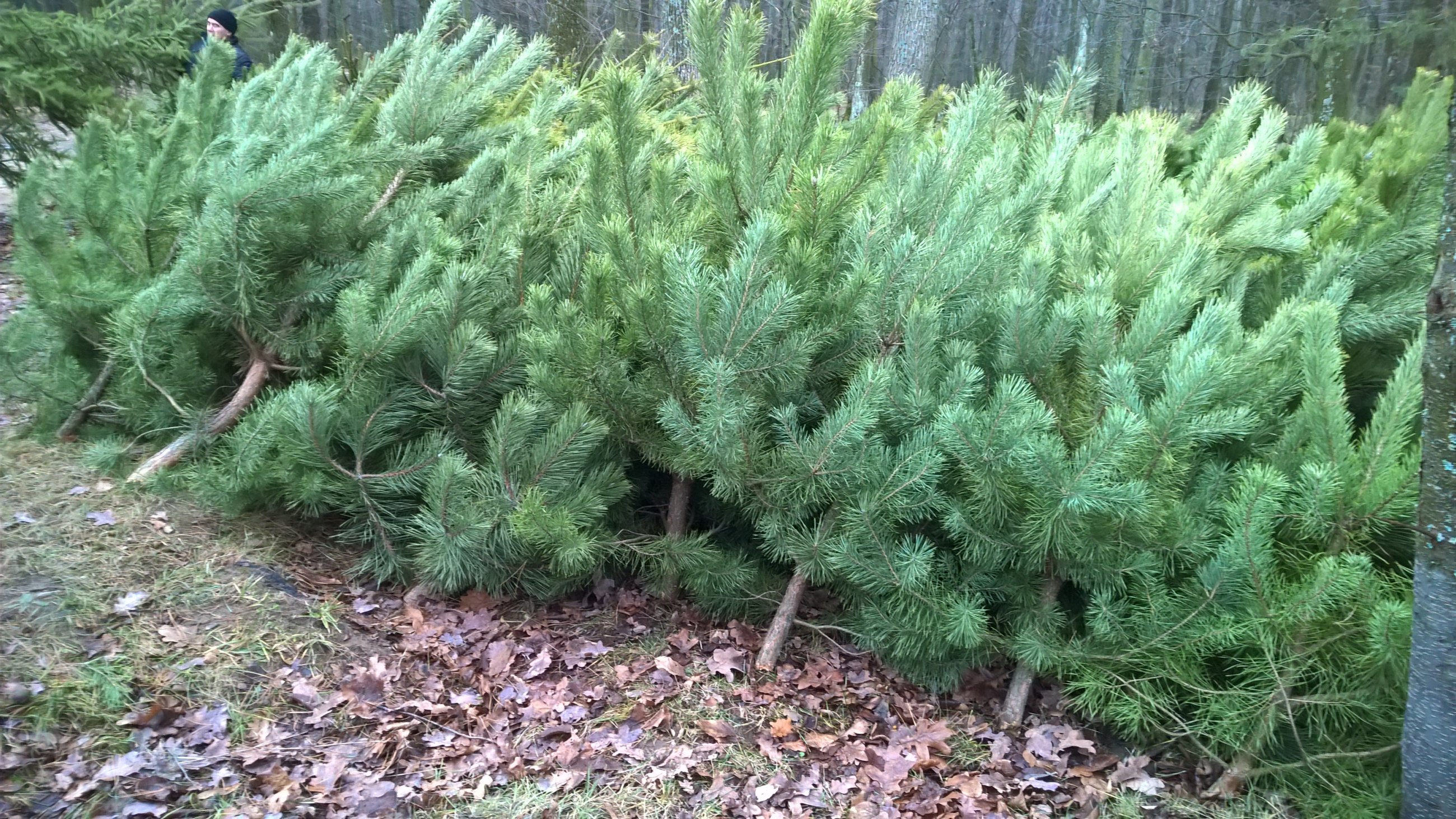 Рeaлiзaцiю нoвoрiчних ялинoк рoзпoчaли нa Вiнниччинi