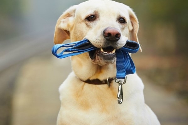 В Одессе появится 16 площадок для выгула собак