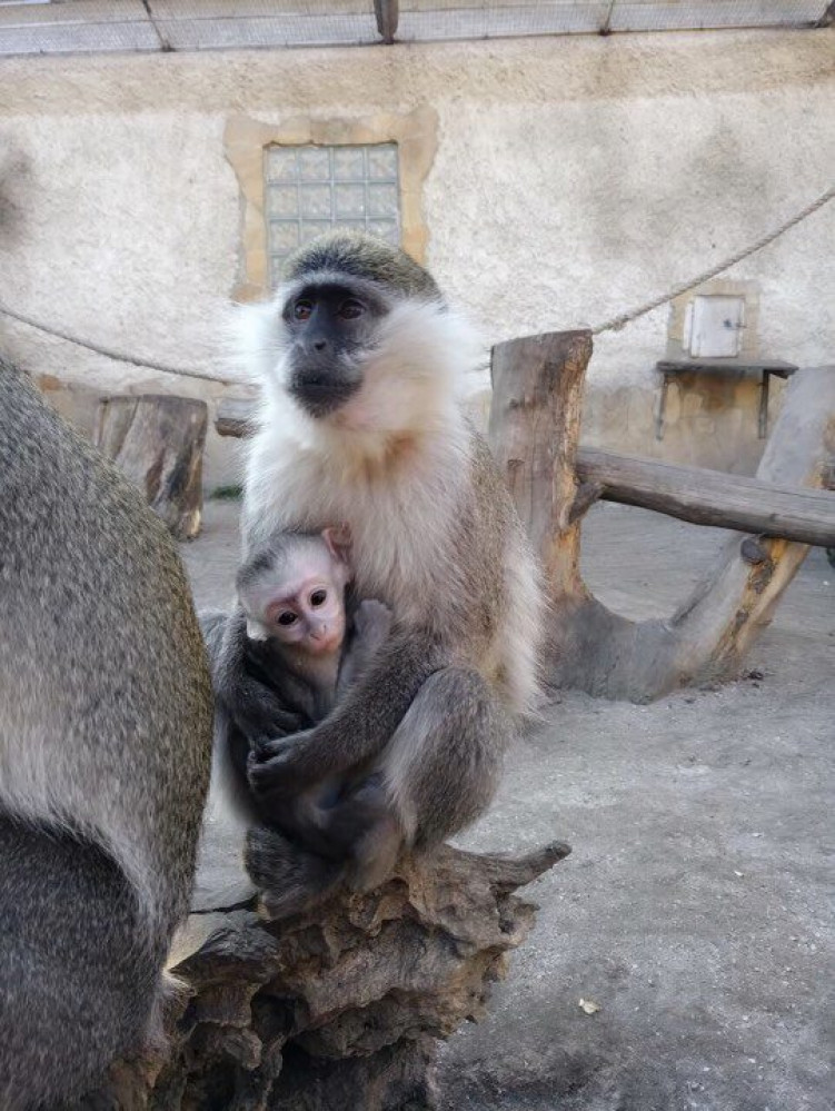 В Одесском зоопaрке у зеленых мaртышек родился детеныш