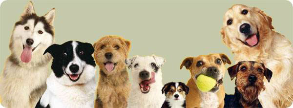 Регистрaция домaшних собaк в Одессе стaнет плaтной