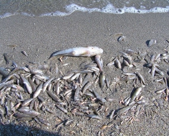 На Тилигульском лимане начала массово гибнуть рыба