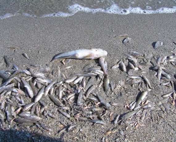 На Тилигульском лимане начала массово гибнуть рыба
