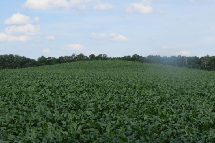 Вінничани на скіфських курганах посадили бурячки