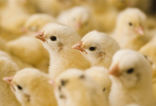 Під час пожежі на Харківщині загинули близько тисячі курчат