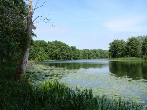 На очищення русла Десни у Стрижавці піде 4 млн гривень