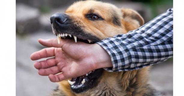 В селі на Вінниччині ввели карантинні заходи через сказ