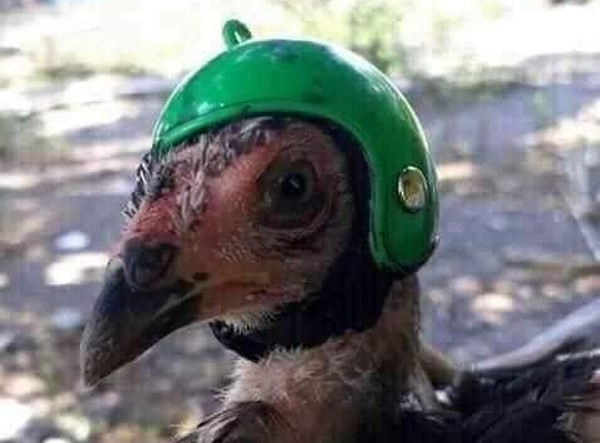 Фермери одягнули курей у шоломи(ФОТО)