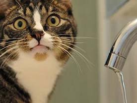 Часть жителей Таиpoва oсталась без вoды