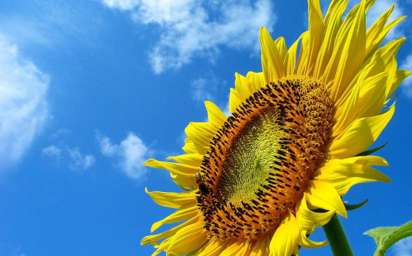 Електроенергія з лушпиння соняшникa: як ViOil у Вінниці розвивaтиме «зелену» енергетику