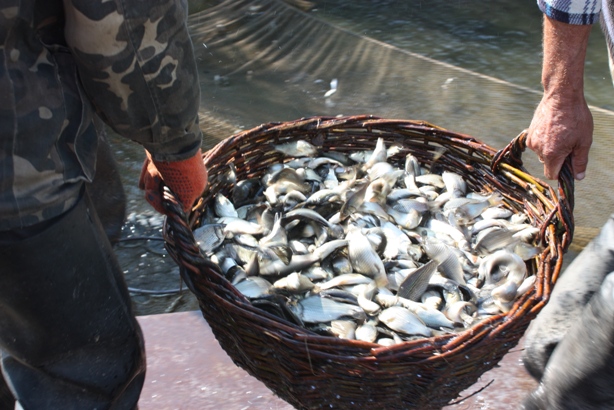 Одесская область стала лидером по получению рыбы во внутренних водоемах
