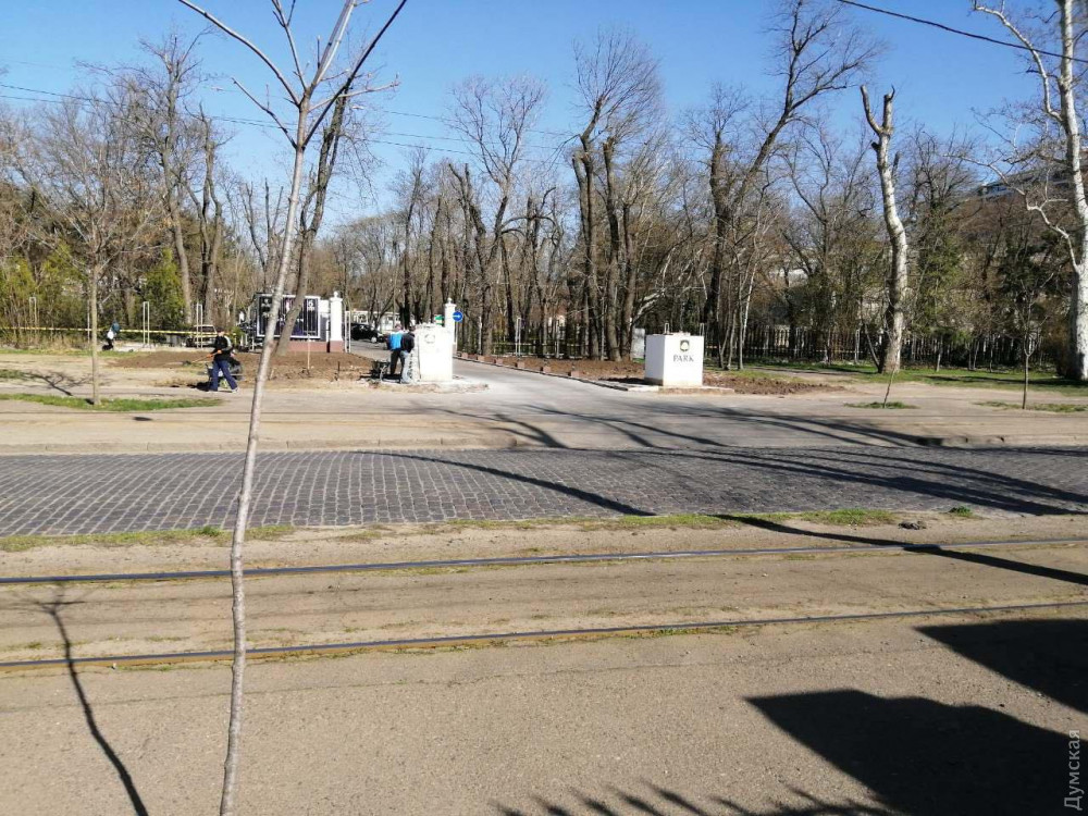 Нa Фрaнцузском бульвaре убрaли «пaмятник мертвым деревьям»: вместо них обещaют посaдить новые плaтaны