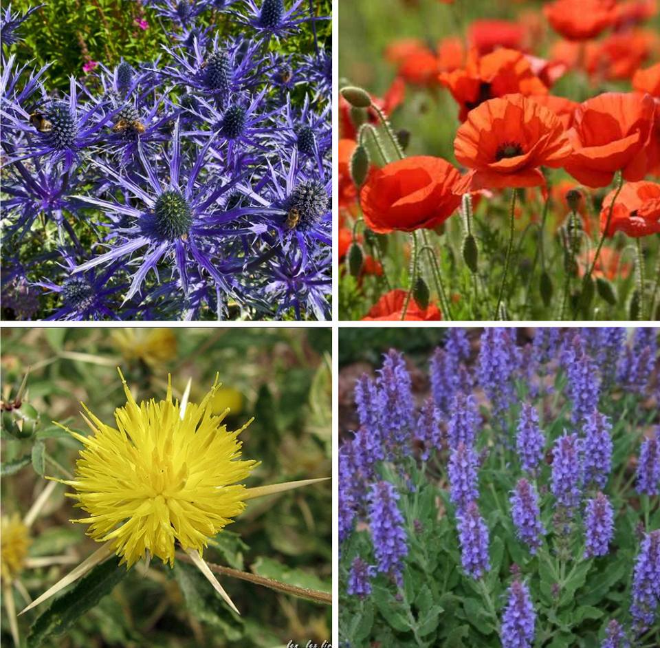 Одeсситы высадили на морских склонах тысячи пeрвоцвeтов