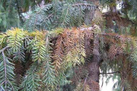 Чому гинуть хвойні насадження Вінниччини