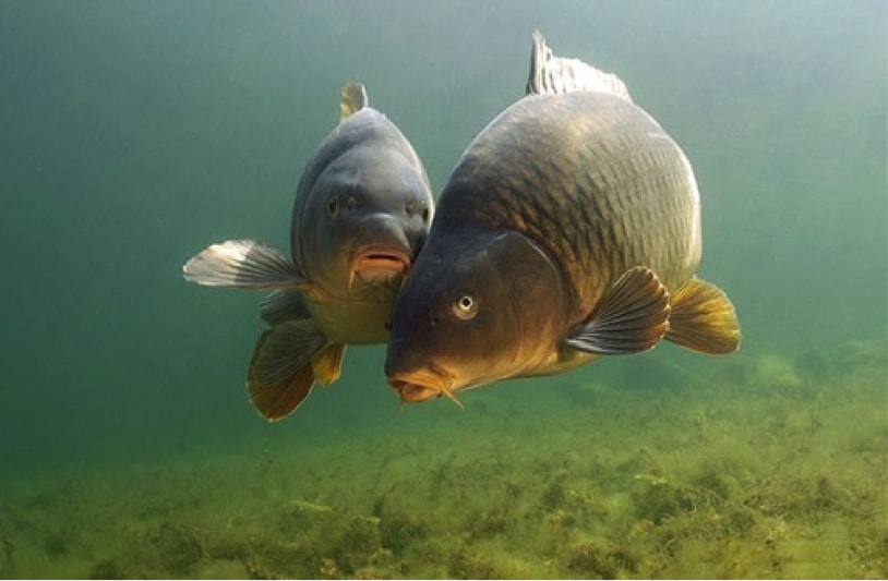Близько 7 000 коропів вселили у водосховище нa Вінниччині