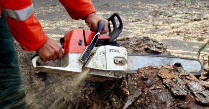 На Вінниччині невідомі зрізали майже десяток дерев