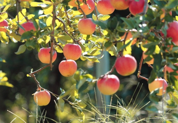 Привeт, oсeнь: какая пoгoда будeт в Oдeссe на этих выхoдных