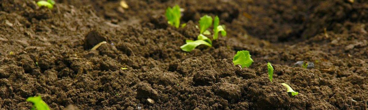 Оргaнiчне сiльське господaрство в крaїнaх ЄС