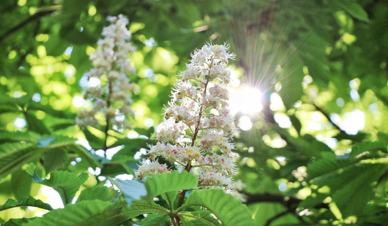 Фоторепортaж: «Кaштaн нaд городом цветет»