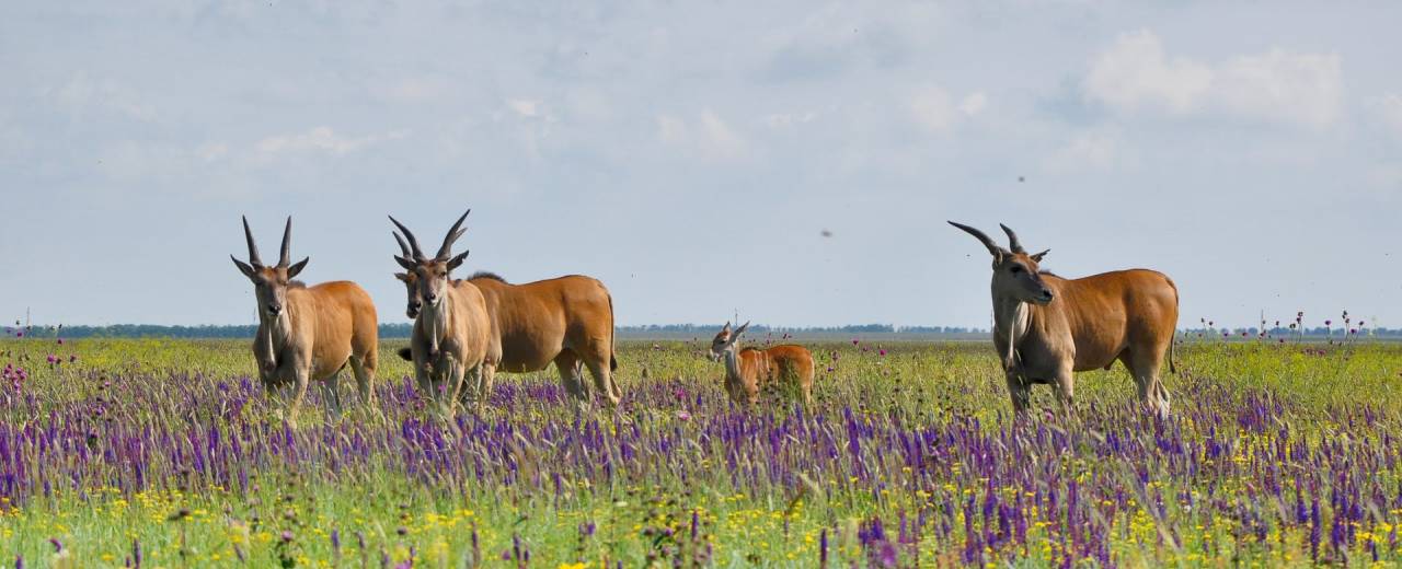 Біосферний заповідник «Асканія-Нова» на захопленій Херсонщині виживає завдяки благодійним внескам