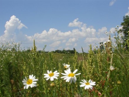 Завтра в Україні погода без опадів