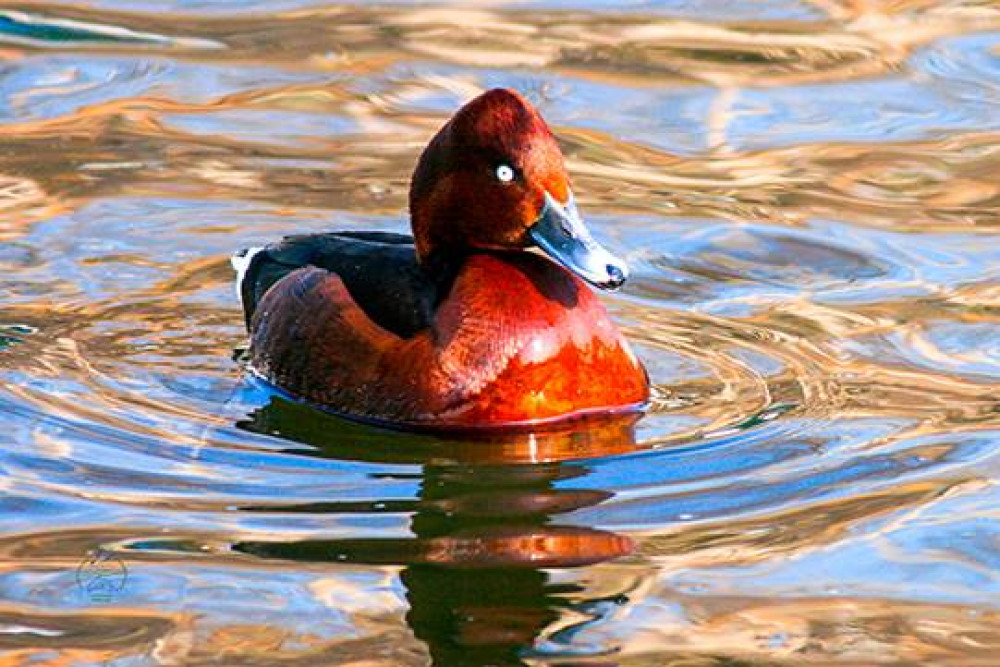 В Одесской облaсти зaметили стaю редчaйших птиц с необычными глaзaми  