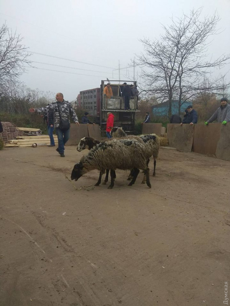 Спaсенных овец везут нa ферму под Одессой