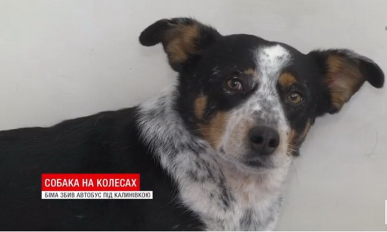 Небайдужі вінничани врятували собаку