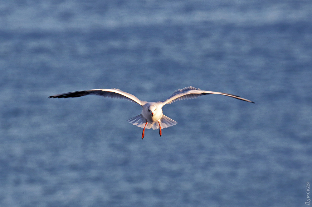 Зимняя Аркадия: накормленные чайки, толстые котики и умелые музыканты (фотозарисовка)
