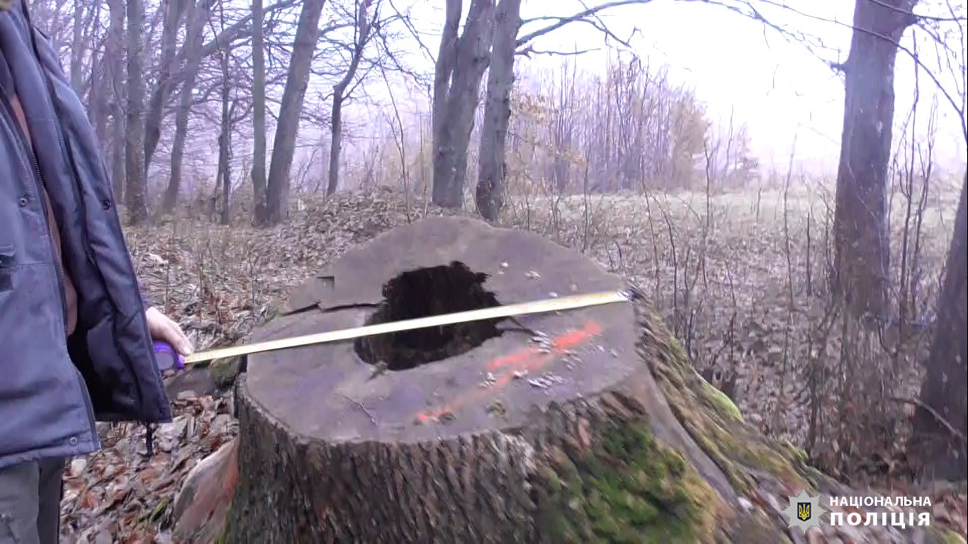 Вінницький екс-лісничий організував незаконну вирубку дерев на майже 350 тисяч гривень