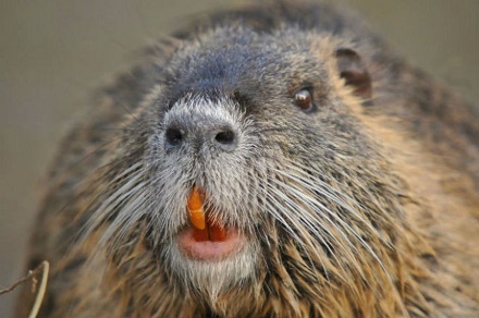 На Вінниччині СКАЗ!!! Хвора ондатра покусала жінку на її подвір’ї