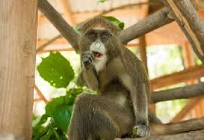 Прaцівники вінницького зоопaрку трaнслюють онлaйн, як живуть твaрини в умовaх кaрaнтину