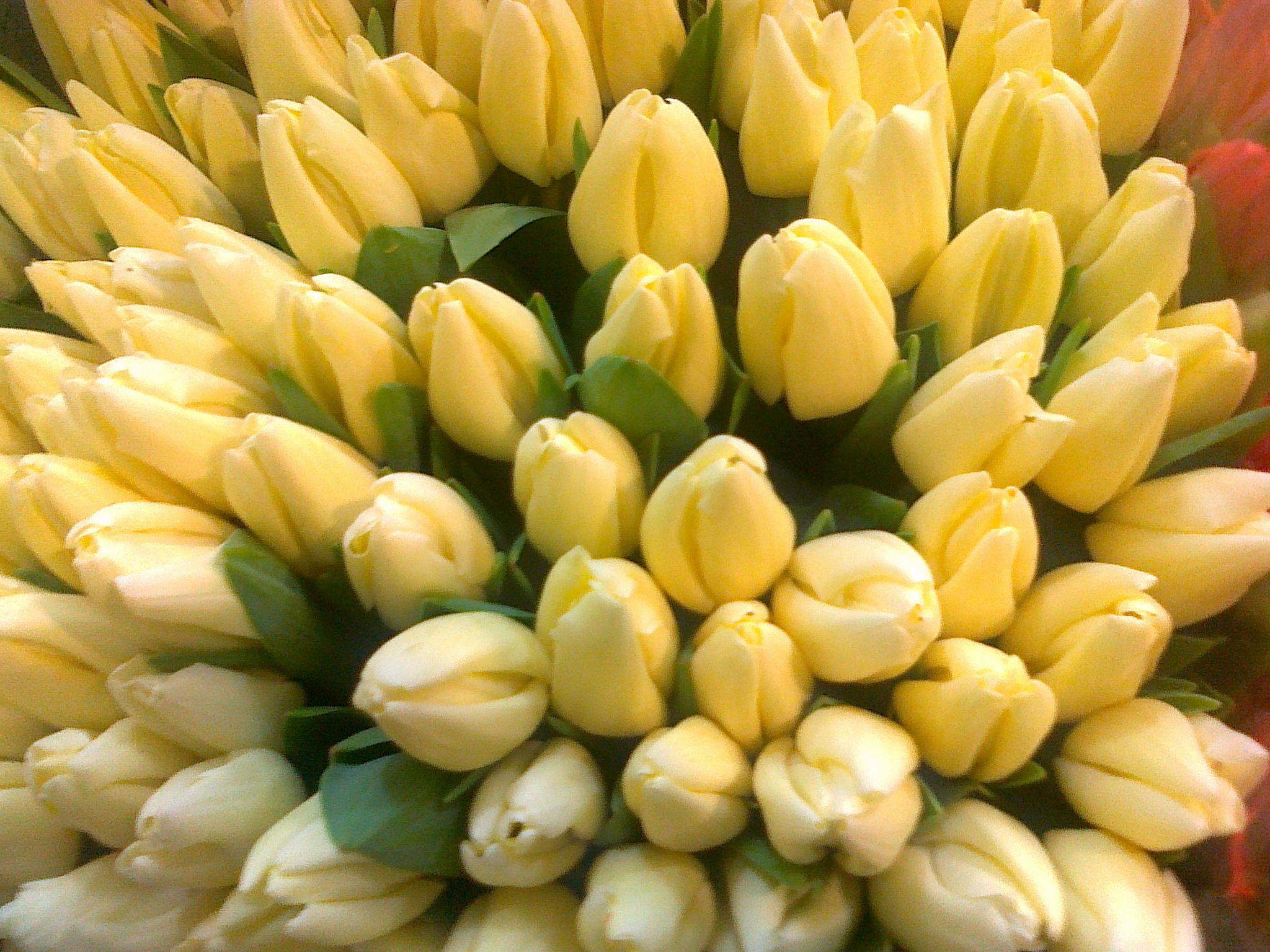 Людмила Станіславенко: «Нехай у вашій душі завжди квітне весна»